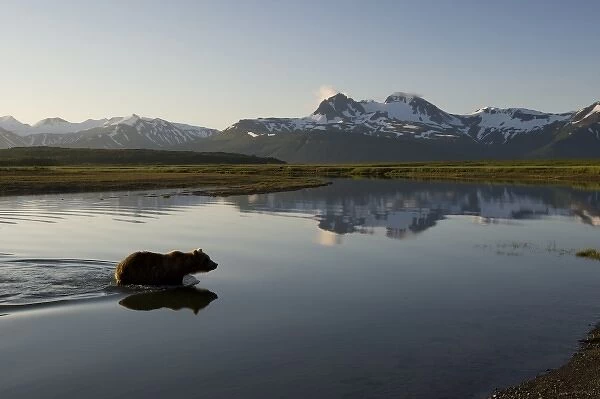 USA, Alaska, Katmai National Park, Brown Bears (Ursus arctos) wading through river