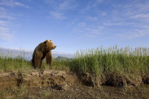 USA, Alaska, Katmai National Park, Brown Bears (Ursus arctos) walking along Hallo