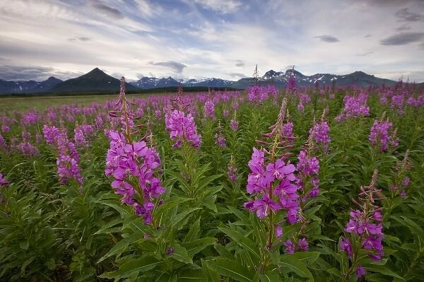 USA, Alaska, Katmai National Park, Fireweed (Epilobium angusCR2olium) in meadow along