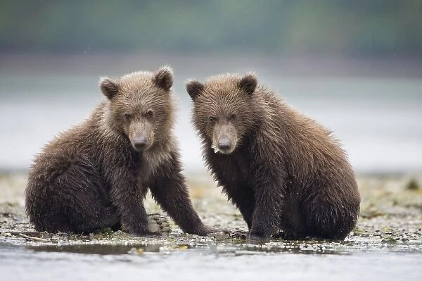 USA, Alaska, Katmai National Park, Geographic Harbor, Brown Bear cubs (Ursus arctos)