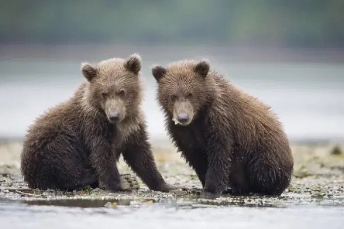 Framed Print : USA, Alaska, Katmai National Park, Geographic Harbor, Brown Bear cubs (Ursus arctos) Framed Print : USA, Alaska, Katmai National Park, Geographic Harbor, Brown Bear cubs (Ursus arctos)