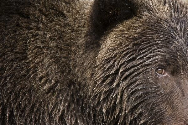 USA, Alaska, Katmai National Park, Geographic Harbor, Close-up of Brown Bear (Ursus
