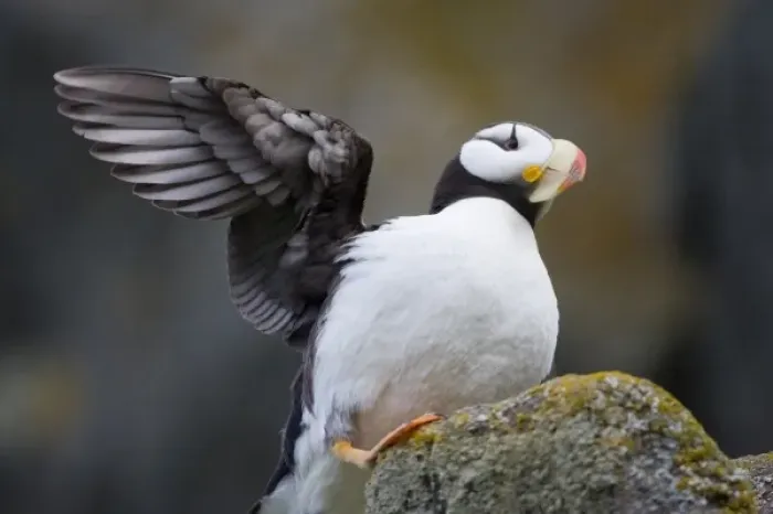 Framed Print : USA, Alaska, Katmai National Park, Horned Puffin (Fratercula corniculata) on cliffs