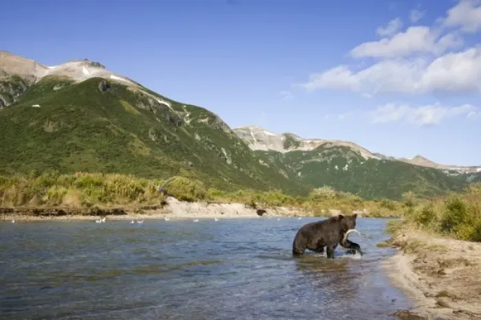 Framed Print : USA, Alaska, Katmai National Park, Kinak Bay, Brown Bear (Ursus arctos) carries spawning Framed Print : USA, Alaska, Katmai National Park, Kinak Bay, Brown Bear (Ursus arctos) carries spawning