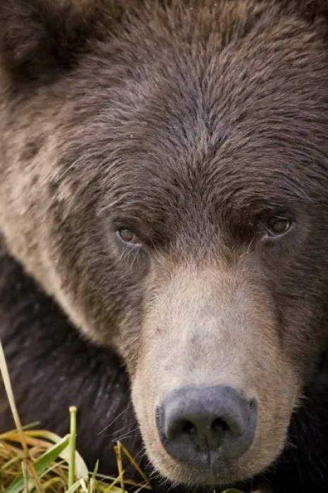 Framed Print : USA, Alaska, Katmai National Park, Kinak Bay, Brown Bear (Ursus arctos) close-up