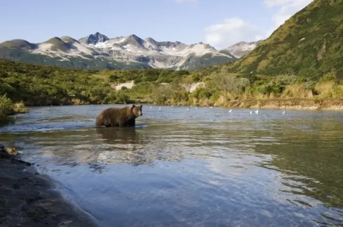 Framed Print : USA, Alaska, Katmai National Park, Kinak Bay, Brown Bear (Ursus arctos) fishing for Framed Print : USA, Alaska, Katmai National Park, Kinak Bay, Brown Bear (Ursus arctos) fishing for