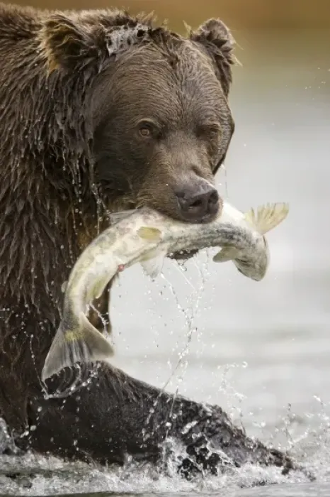 Framed Print : USA, Alaska, Katmai National Park, Kinak Bay, Brown Bear (Ursus arctos) pulls spawning