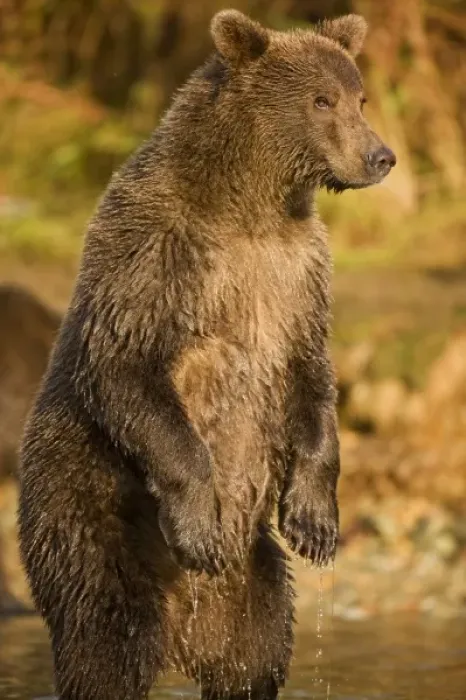 Framed Print : USA, Alaska, Katmai National Park, Kinak Bay, Brown Bear (Ursus arctos) second-year