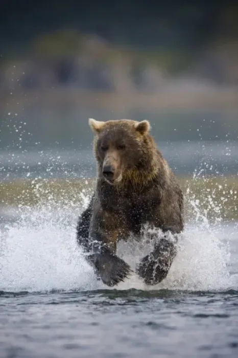 Framed Print : USA, Alaska, Katmai National Park, Kukak Bay, Brown Bear (Ursus arctos) chases spawning Framed Print : USA, Alaska, Katmai National Park, Kukak Bay, Brown Bear (Ursus arctos) chases spawning