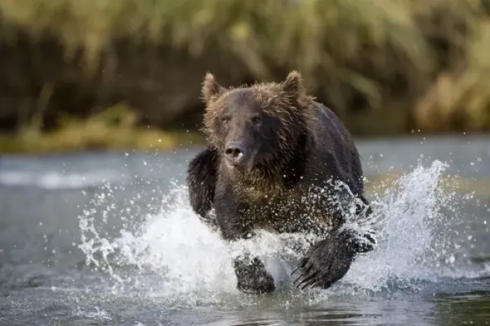 Framed Print : USA, Alaska, Katmai National Park, Kukak Bay, Brown Bear (Ursus arctos) chases spawning Framed Print : USA, Alaska, Katmai National Park, Kukak Bay, Brown Bear (Ursus arctos) chases spawning