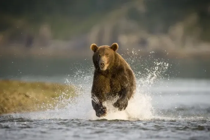 Framed Print : USA, Alaska, Katmai National Park, Kukak Bay, Brown Bear (Ursus arctos) fishing for