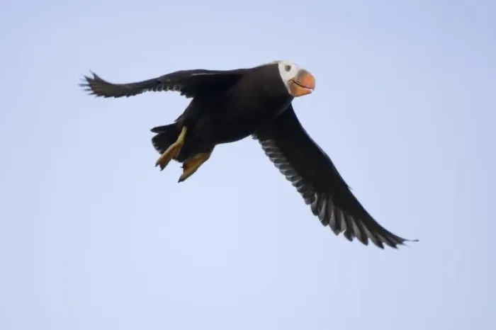 Framed Print : USA, Alaska, Katmai National Park, Tufted Puffin (Fratercula cirrhata) in flight