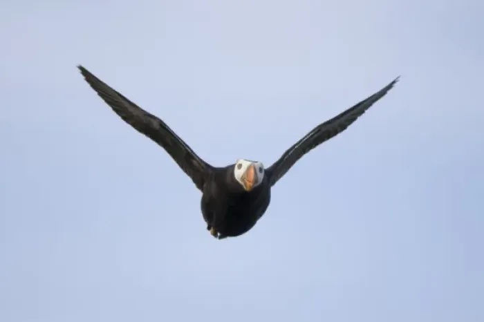 Framed Print : USA, Alaska, Katmai National Park, Tufted Puffin (Fratercula cirrhata) in flight