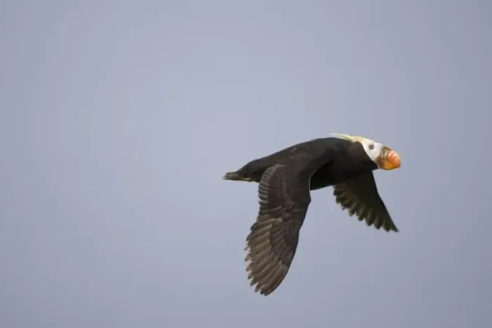 Framed Print : USA, Alaska, Katmai National Park, Tufted Puffin (Fratercula cirrhata) in flight Framed Print : USA, Alaska, Katmai National Park, Tufted Puffin (Fratercula cirrhata) in flight