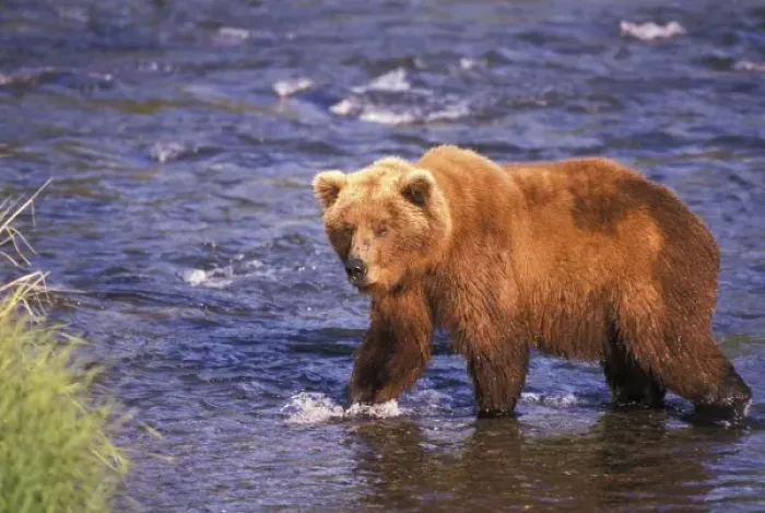 Framed Print : USA, Alaska, Katmai National Park, Brooks Fall. Brown bear (Ursus arctos)