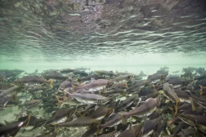 Framed Print : USA, Alaska, Katmai National Park, Underwater view of spawning Chum Salmon (Oncorhynchus Framed Print : USA, Alaska, Katmai National Park, Underwater view of spawning Chum Salmon (Oncorhynchus