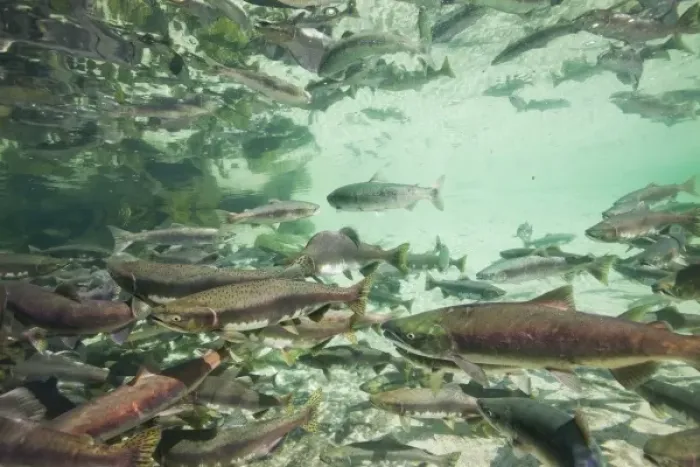 Framed Print : USA, Alaska, Katmai National Park, Underwater view of spawning Chum Salmon (Oncorhynchus keta) Framed Print : USA, Alaska, Katmai National Park, Underwater view of spawning Chum Salmon (Oncorhynchus keta)