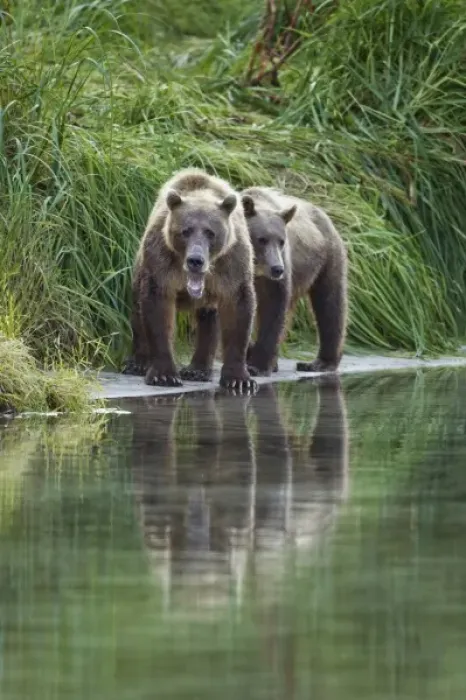 Framed Print : USA, Alaska, Katmai National Park, Grizzly Bear Sow and Cub (Ursus arctos) along Framed Print : USA, Alaska, Katmai National Park, Grizzly Bear Sow and Cub (Ursus arctos) along