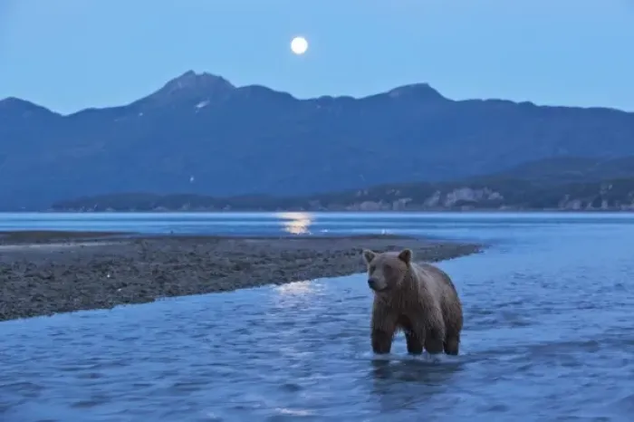 Framed Print : USA, Alaska, Katmai National Park, Grizzly Bear (Ursus arctos) stands in salmon stream