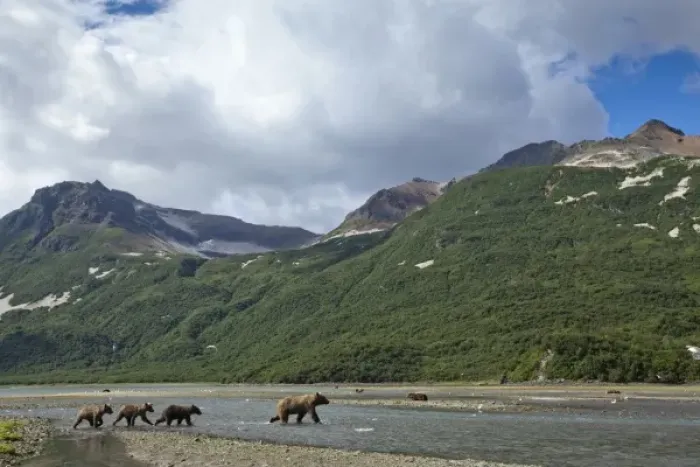 Framed Print : USA, Alaska, Katmai National Park, Grizzly Bear Sow (Ursus arctos) walks with three