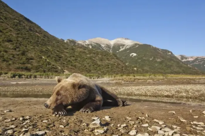 Framed Print : USA, Alaska, Katmai National Park, Grizzly Bear (Ursus arctos) resting on tidal flats Framed Print : USA, Alaska, Katmai National Park, Grizzly Bear (Ursus arctos) resting on tidal flats