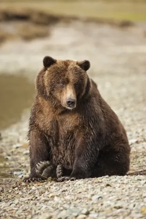 Framed Print : USA, Alaska, Katmai National Park, Close-up of Coastal Brown Bear (Ursus arctos)