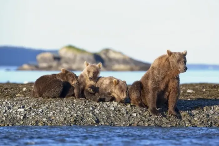 Framed Print : USA, Alaska, Katmai National Park, Grizzly Bear (Ursus arctos) resting beside sleeping Framed Print : USA, Alaska, Katmai National Park, Grizzly Bear (Ursus arctos) resting beside sleeping