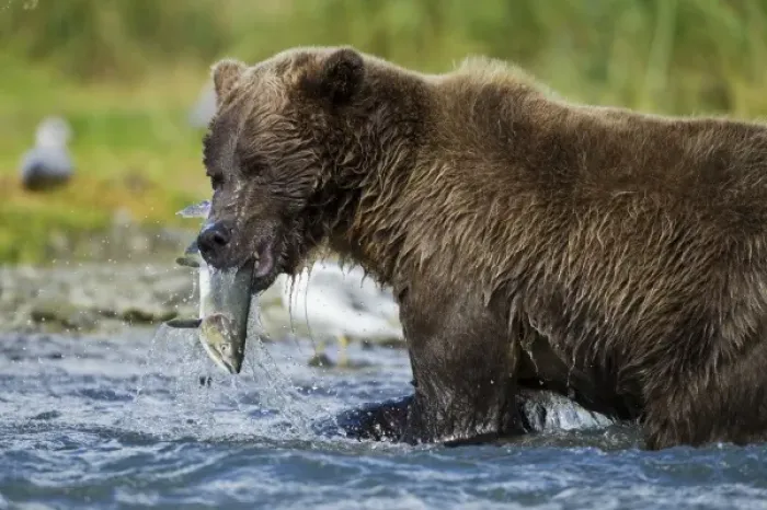 Framed Print : USA, Alaska, Katmai National Park, Grizzly Bear (Ursus arctos) catches spawning salmon Framed Print : USA, Alaska, Katmai National Park, Grizzly Bear (Ursus arctos) catches spawning salmon