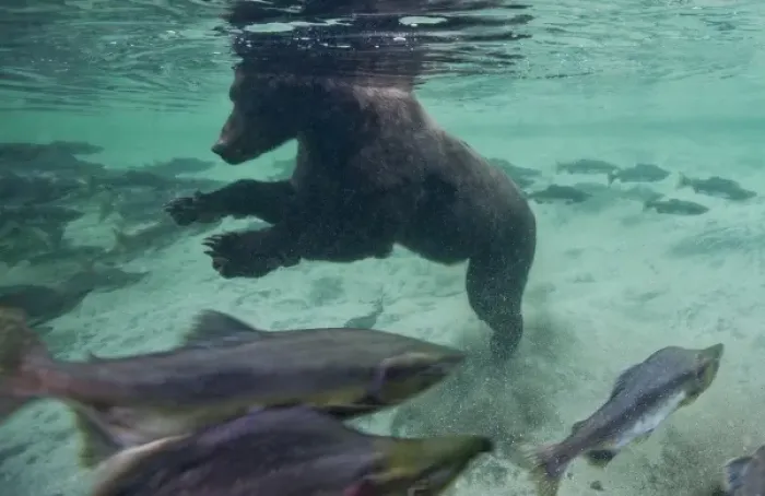 Framed Print : USA, Alaska, Katmai National Park, Underwater view of Grizzly Bear (Ursus arctos)