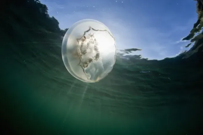 Framed Print : USA, Alaska, Katmai National Park, Underwater view of Moon Jellyfish (Aurelia aurita)