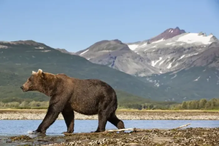 Framed Print : USA, Alaska, Katmai National Park, Grizzly Bear (Ursus arctos) walking along salmon Framed Print : USA, Alaska, Katmai National Park, Grizzly Bear (Ursus arctos) walking along salmon