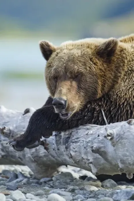 Framed Print : USA, Alaska, Katmai National Park, Grizzly Bear (Ursus arctos) resting on old tree