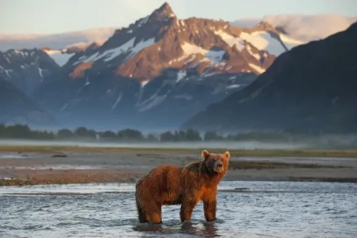 Framed Print : USA, Alaska, Katmai National Park, Grizzly Bear (Ursus arctos) standing in salmon