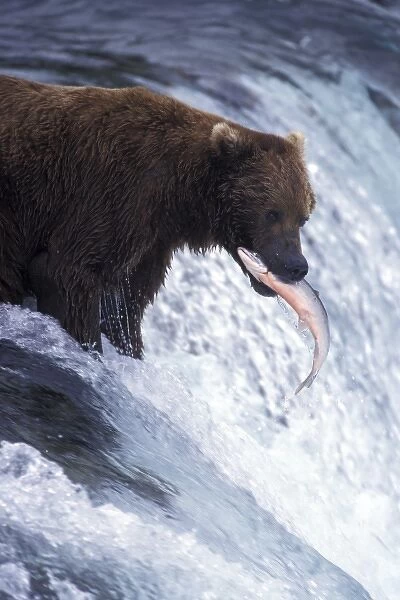 USA, Alaska, Katmai National Park, Brooks Falls. Brown bear catching salmon (Ursus
