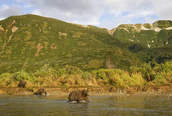 USA, Alaska, Katmai National Park, Kinak Bay, Brown Bear (Ursus arctos) Sow and Cubs