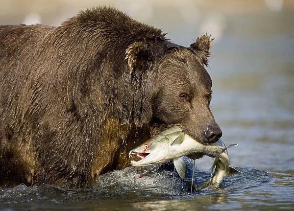 USA, Alaska, Katmai National Park, Kinak Bay, Brown Bear (Ursus arctos) bites into