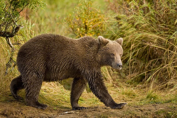 USA, Alaska, Katmai National Park, Kinak Bay, Brown Bear (Ursus arctos) walking along