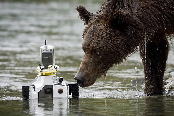 USA, Alaska, Katmai National Park, Kinak Bay, Brown Bear (Ursus arctos) sniffs at