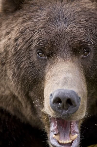 USA, Alaska, Katmai National Park, Kinak Bay, Brown Bear (Ursus arctos) bares teeth