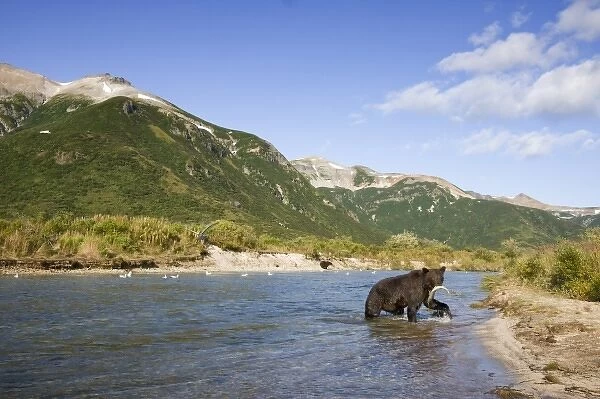 USA, Alaska, Katmai National Park, Kinak Bay, Brown Bear (Ursus arctos) carries spawning