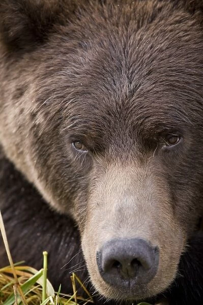 USA, Alaska, Katmai National Park, Kinak Bay, Brown Bear (Ursus arctos) close-up