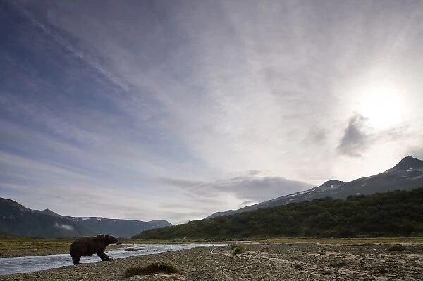 USA, Alaska, Katmai National Park, Kinak Bay, Brown Bear (Ursus arctos) fishing for