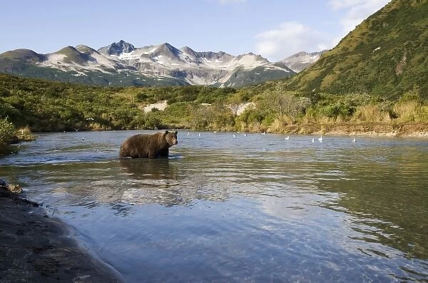 USA, Alaska, Katmai National Park, Kinak Bay, Brown Bear (Ursus arctos) fishing for