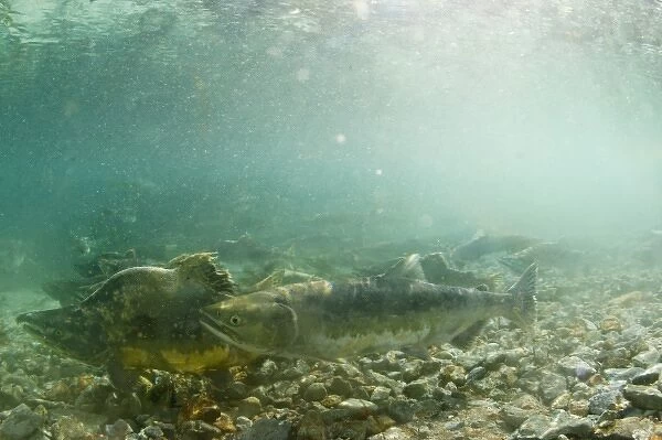 USA, Alaska, Katmai National Park, Kinak Bay, Underwater view of Spawning Chum Salmon