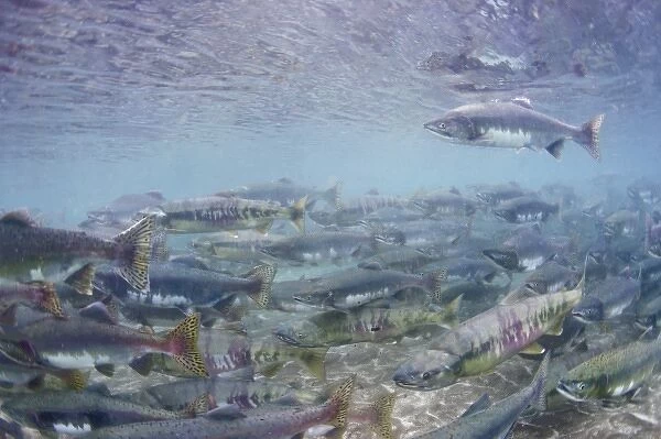 USA, Alaska, Katmai National Park, Kinak Bay, Underwater view of Spawning Pink Salmon