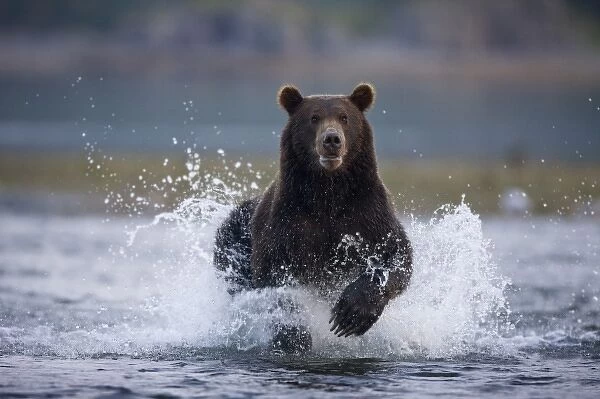 USA, Alaska, Katmai National Park, Kukak Bay, Brown Bear (Ursus arctos)