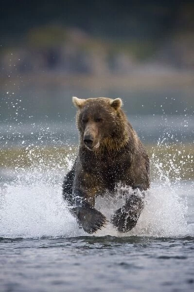 USA, Alaska, Katmai National Park, Kukak Bay, Brown Bear (Ursus arctos) chases spawning