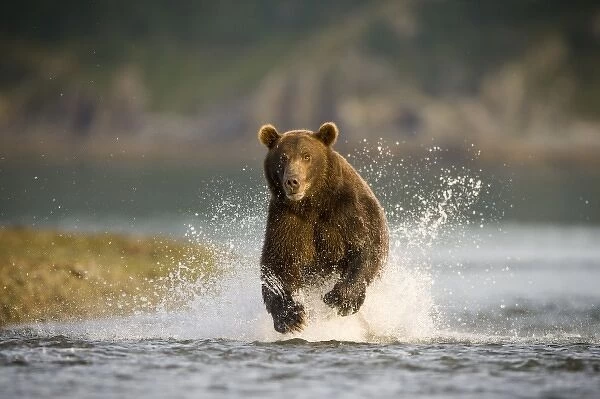 USA, Alaska, Katmai National Park, Kukak Bay, Brown Bear (Ursus arctos) fishing for