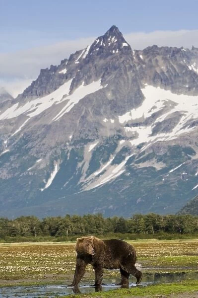 USA, Alaska, Katmai National Park, Kukak Bay, Brown Bear (Ursus arctos) walking along