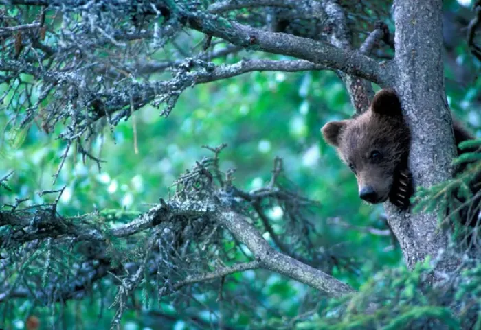 Framed Print : USA, Alaska, Katmai NP, Grizzly Bear cub (Ursus arctos) rests in black spruce tree Framed Print : USA, Alaska, Katmai NP, Grizzly Bear cub (Ursus arctos) rests in black spruce tree